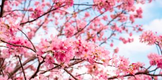 Branches de cerisier japonais couvertes de fleurs roses sous un ciel bleu au printemps