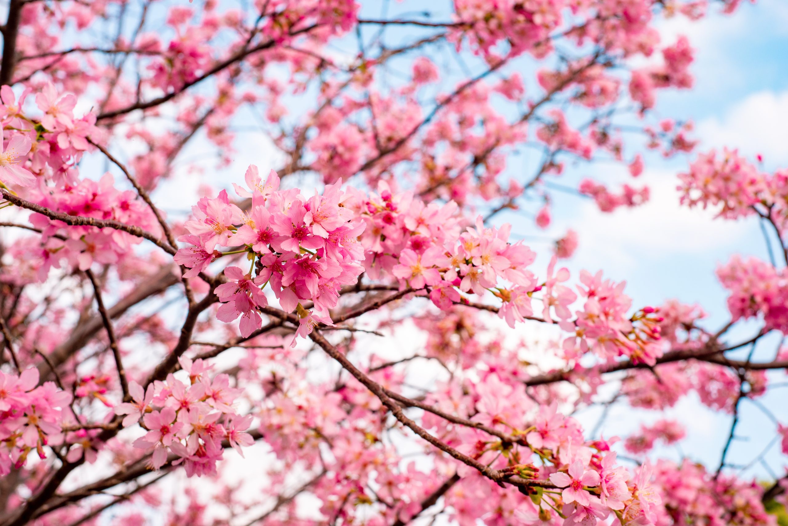Branches de cerisier japonais couvertes de fleurs roses sous un ciel bleu au printemps