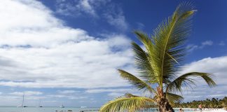 Cocotier sur une plage des Caraïbes sous un ciel nuageux