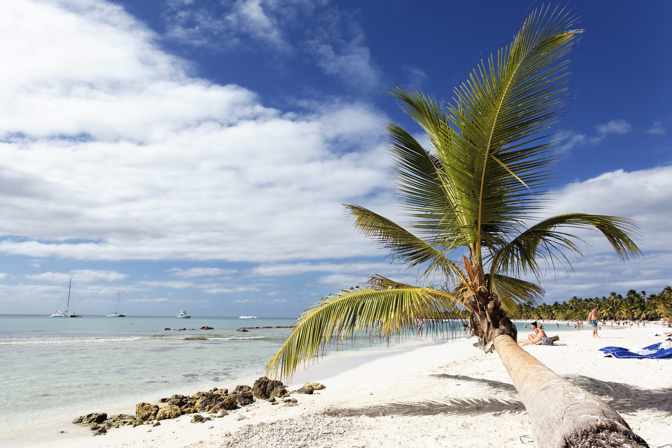 Cocotier sur une plage des Caraïbes sous un ciel nuageux