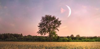 Pleine lune se levant au-dessus d'un champ cultive et d'un arbre isole a la tombee de la nuit
