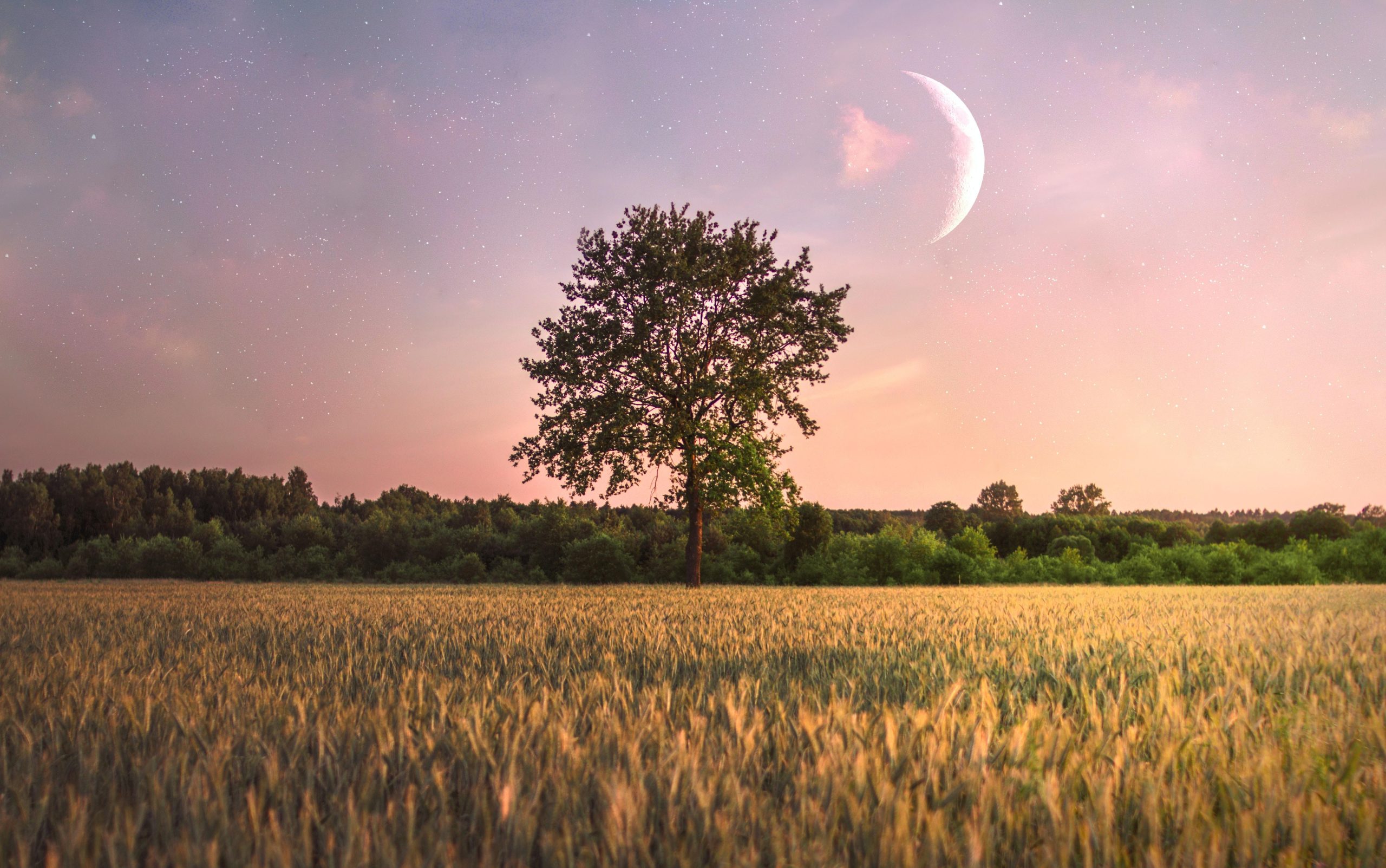 Pleine lune se levant au-dessus d'un champ cultive et d'un arbre isole a la tombee de la nuit